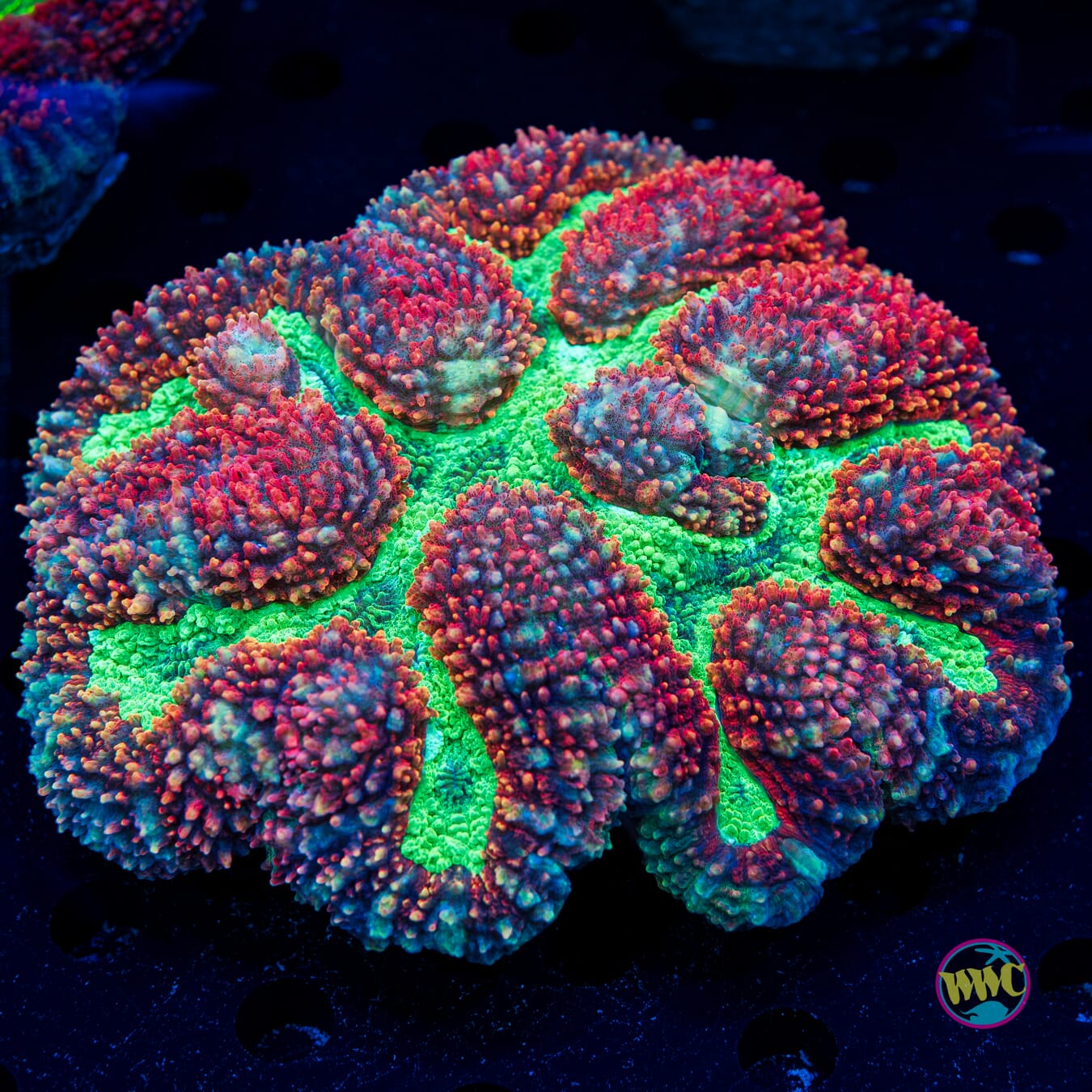 Frosted Red Watermelon Carpet Symphyllia - Daylight Photo