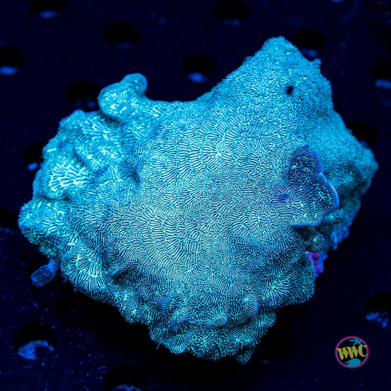 Deep Freeze Leptoseris - Daylight Photo