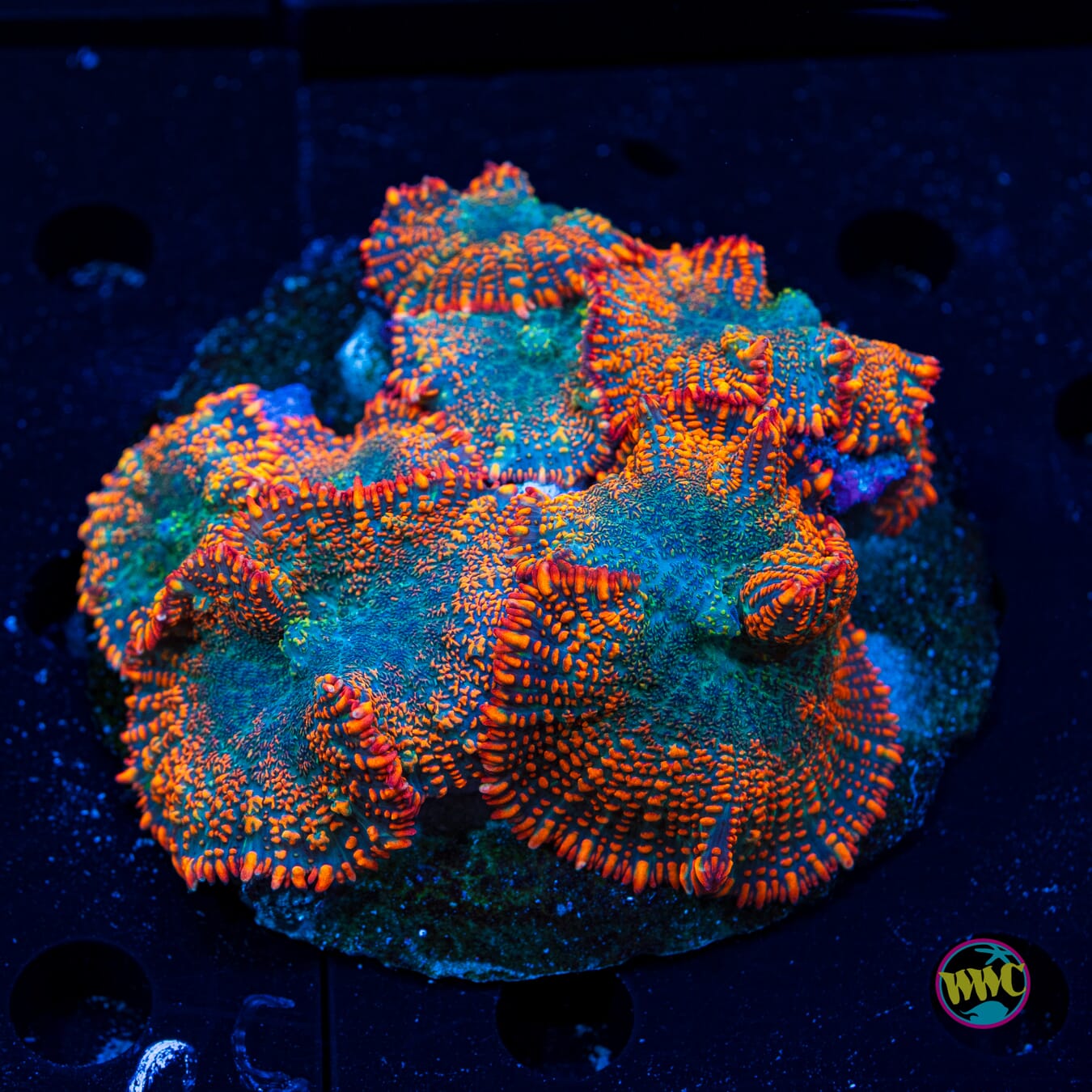 Maui Sunrise Rhodactis Mushrooms - Daylight Photo