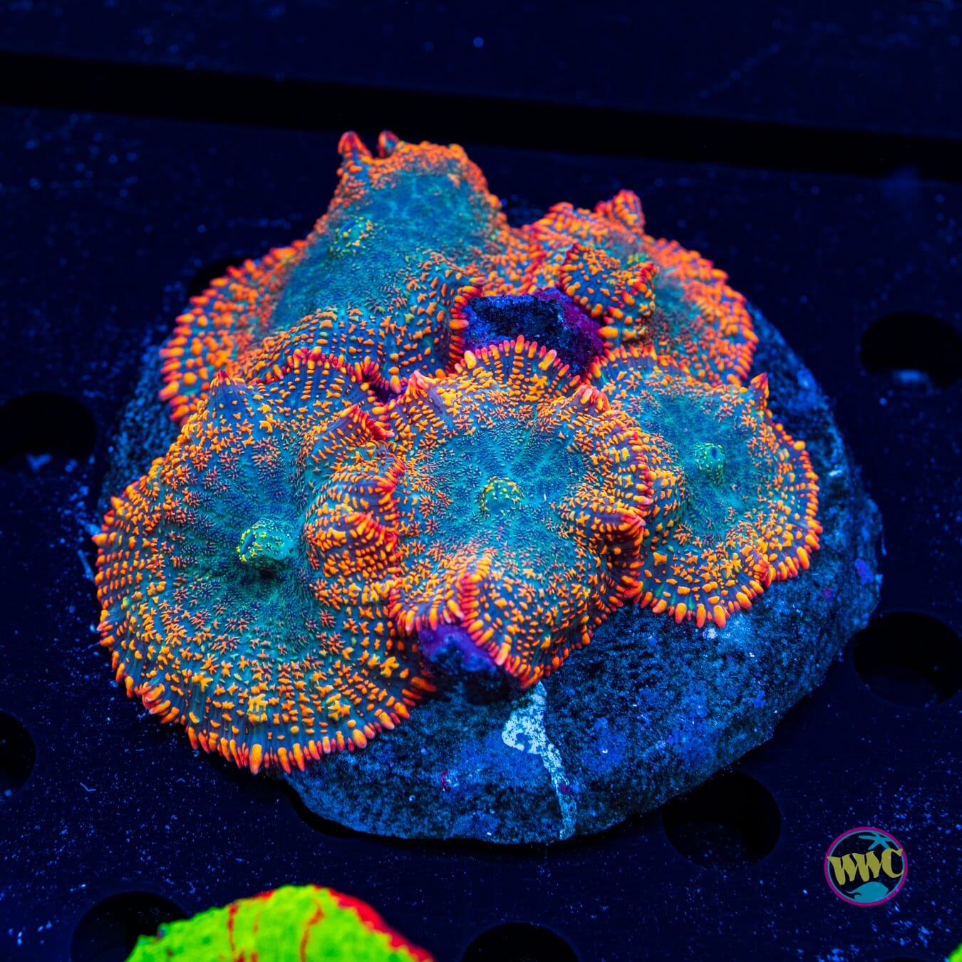 Maui Sunrise Rhodactis Mushrooms - Daylight Photo