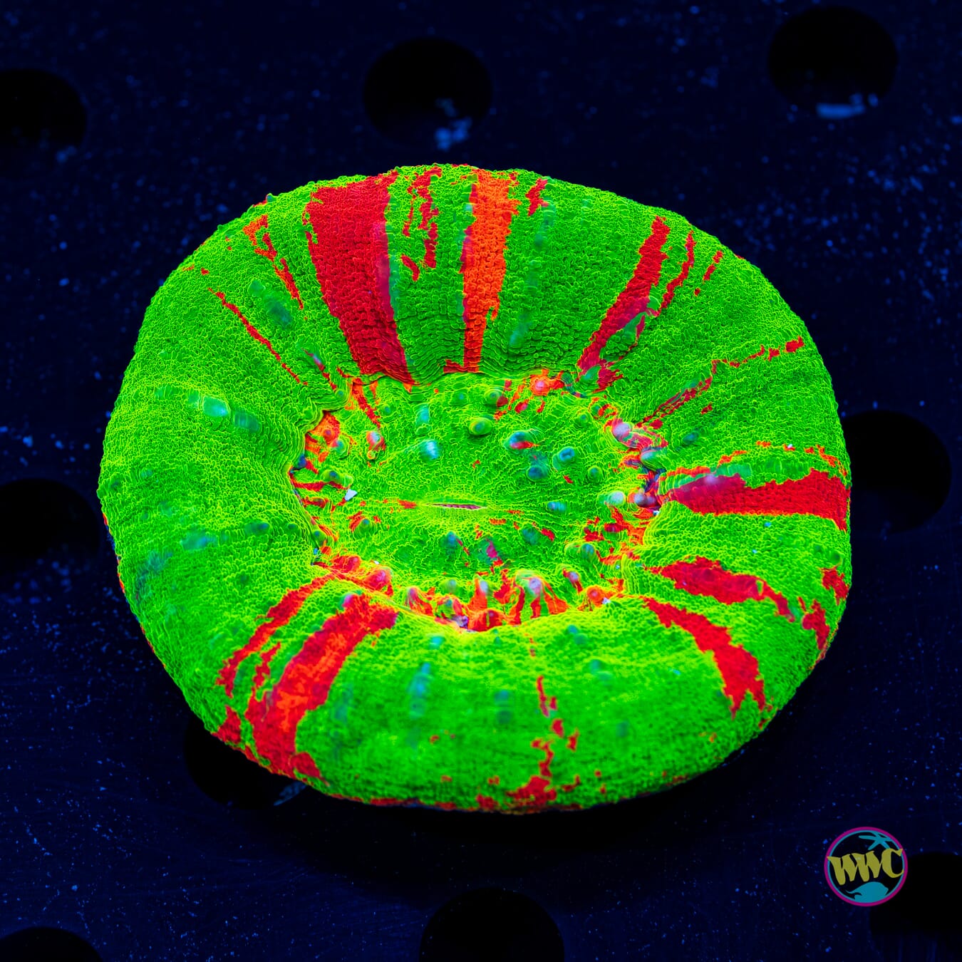 Bright Bleeding Apple Scolymia - Daylight Photo