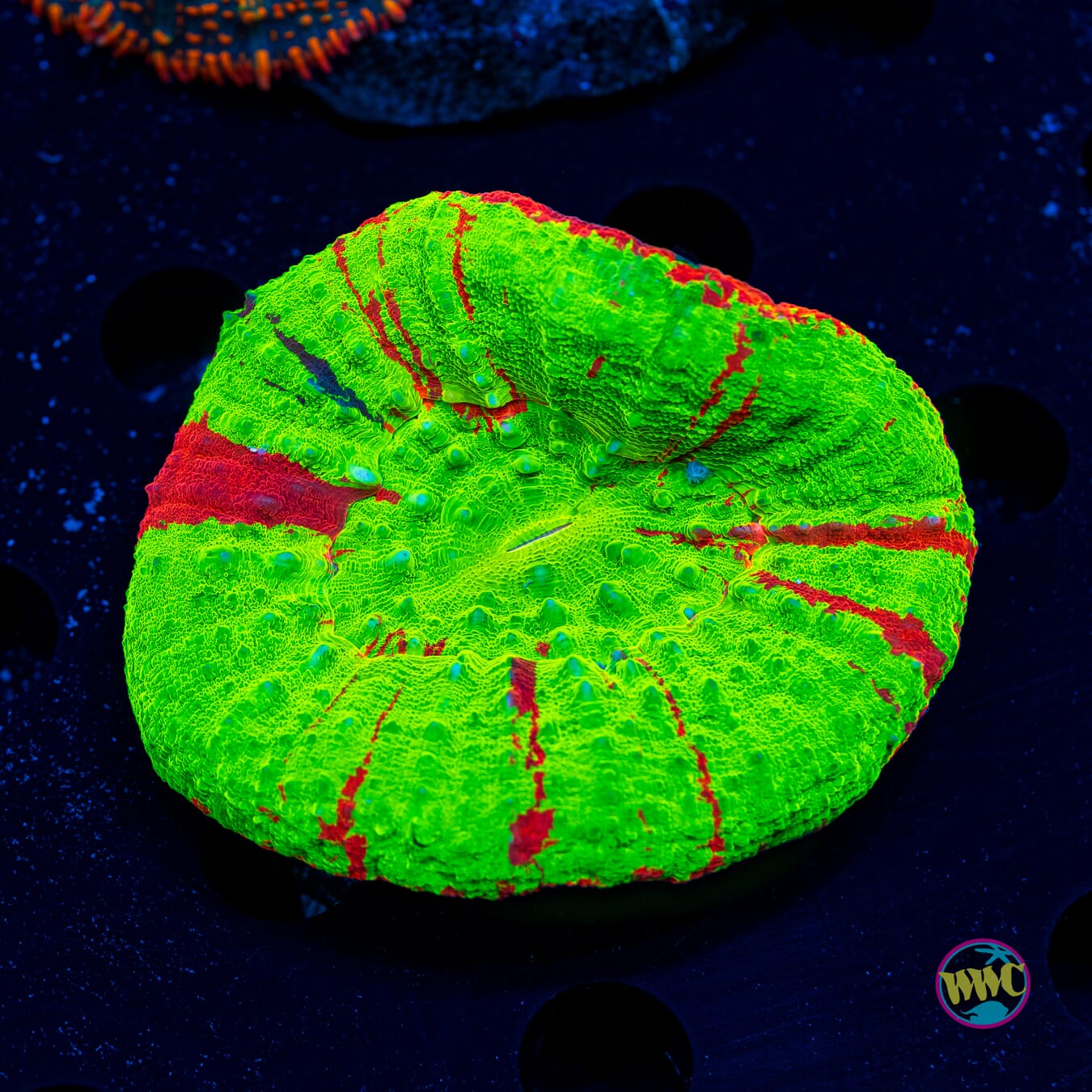 Purple Stripe Bleeding Apple Scolymia - Daylight Photo