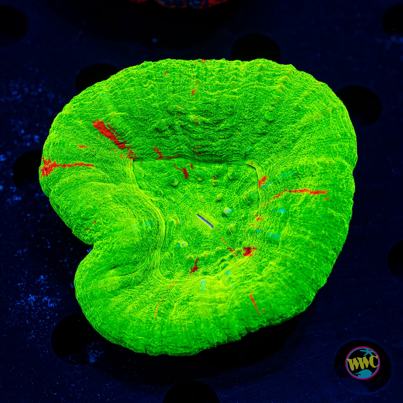 Sidewinder Bleeding Apple Scolymia - Daylight Photo