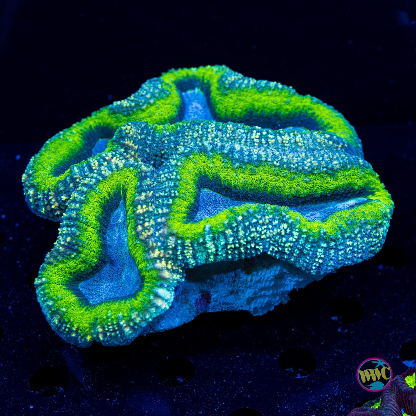 Lifebloom Lobophyllia - Daylight Photo