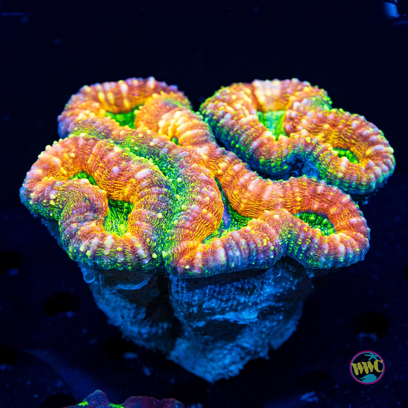 Nuclear Papaya Lobophyllia - Daylight Photo