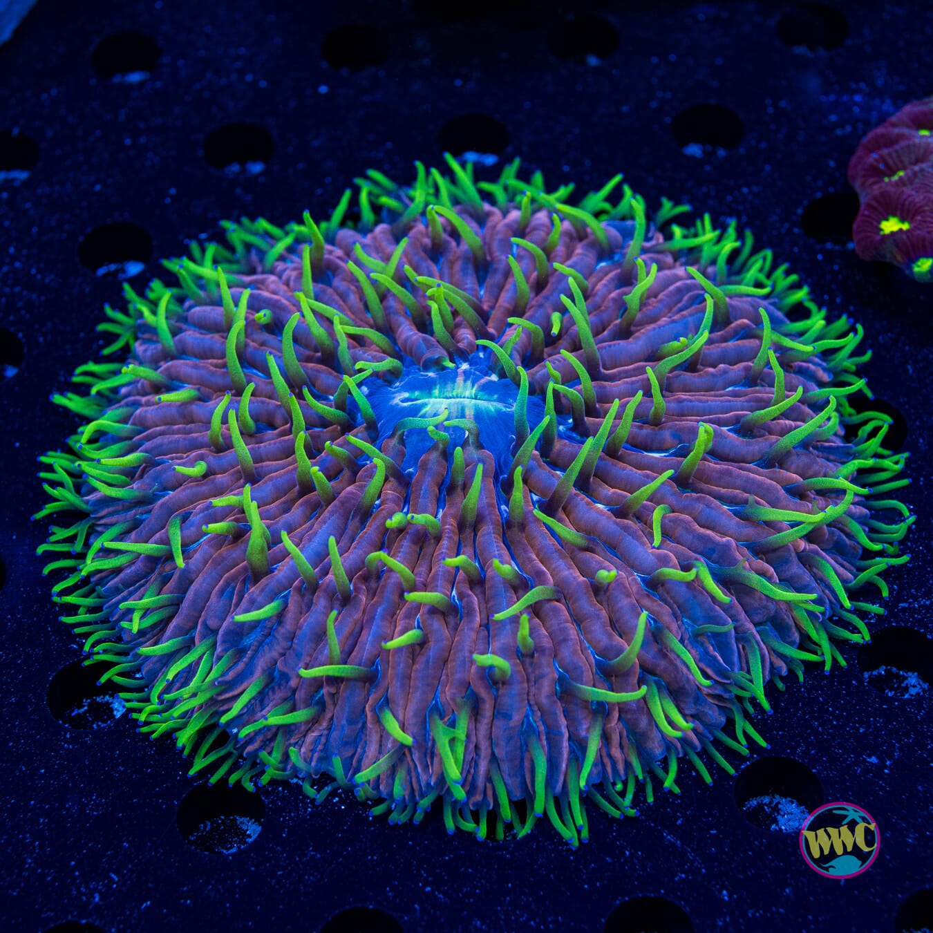 Purple Pinwheel Plate Coral - Daylight Photo