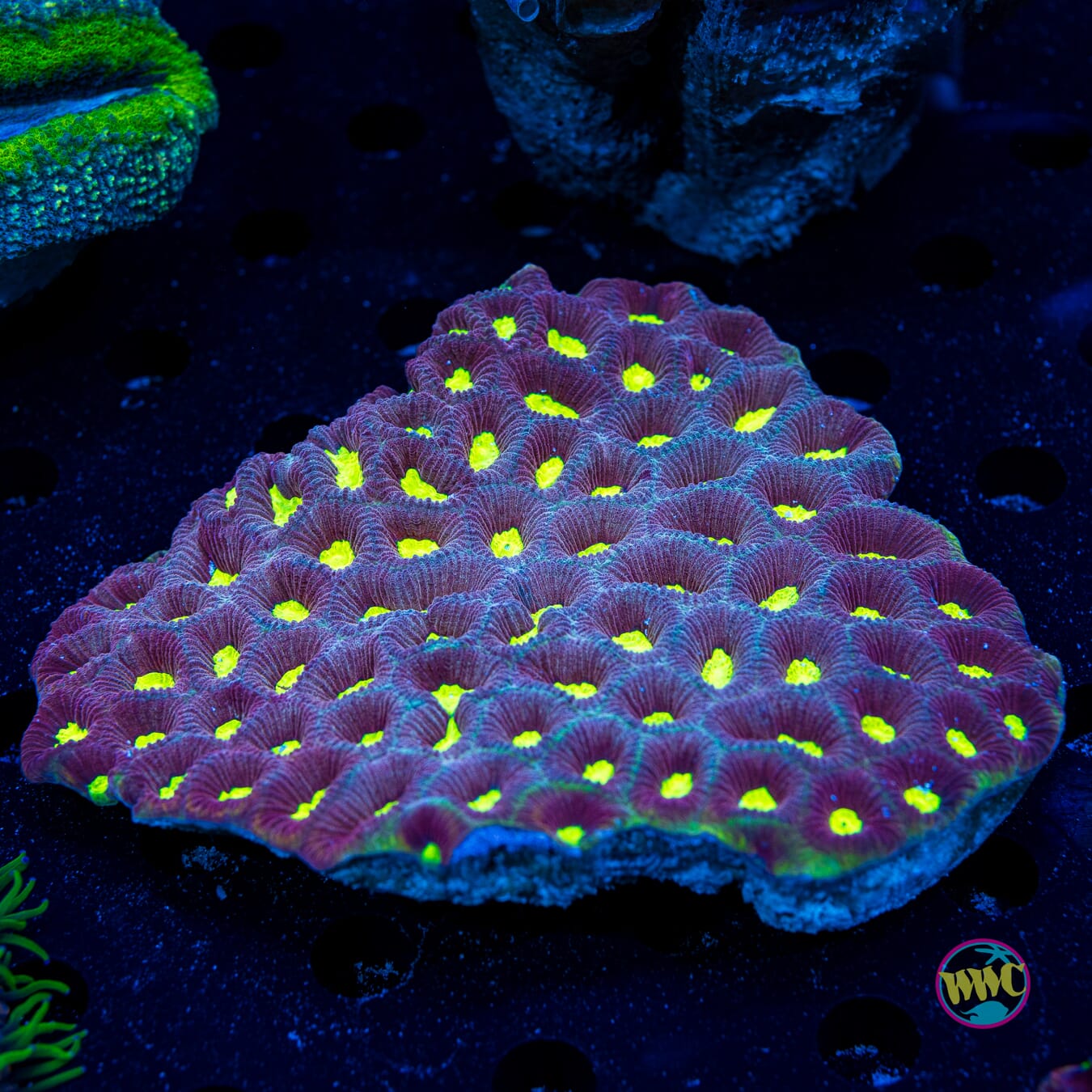 Radioactive Favia - Daylight Photo