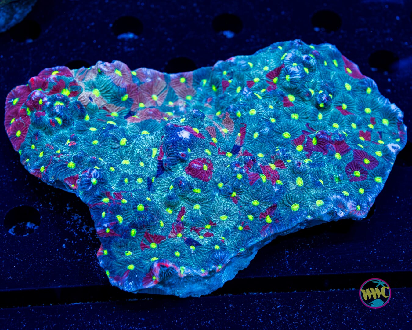 Grafitti War Coral - Daylight Photo