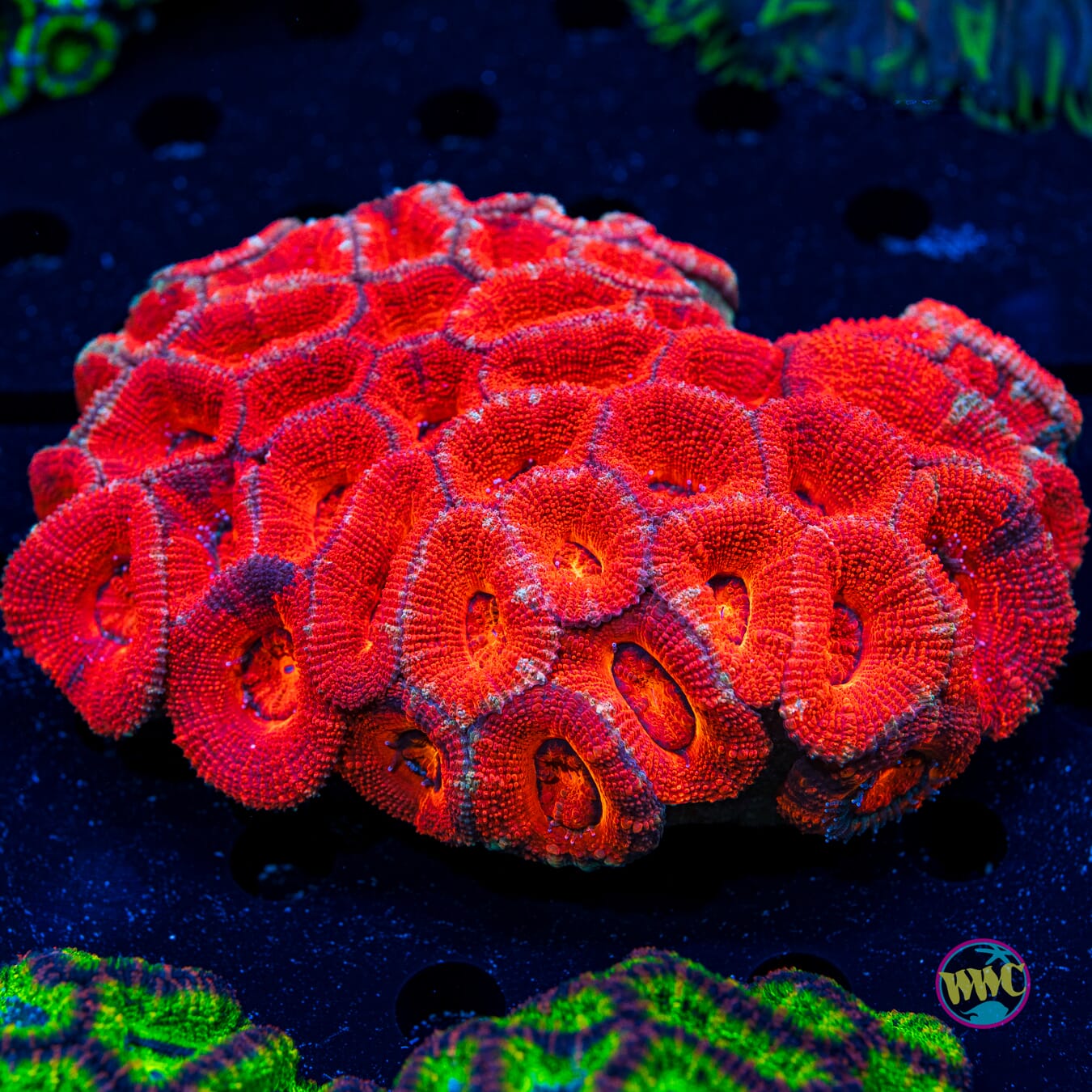 Big Red Aussie Lord - Daylight Photo