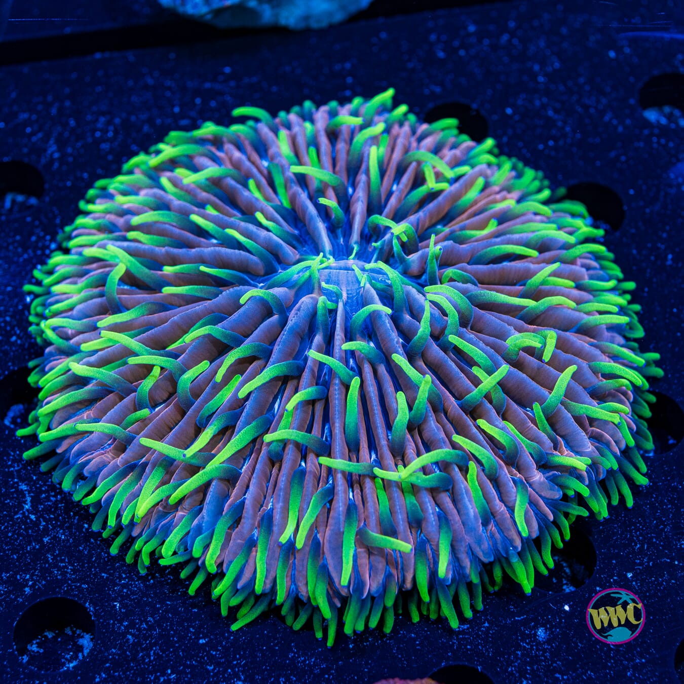 Purple Pinwheel Plate Coral - Daylight Photo