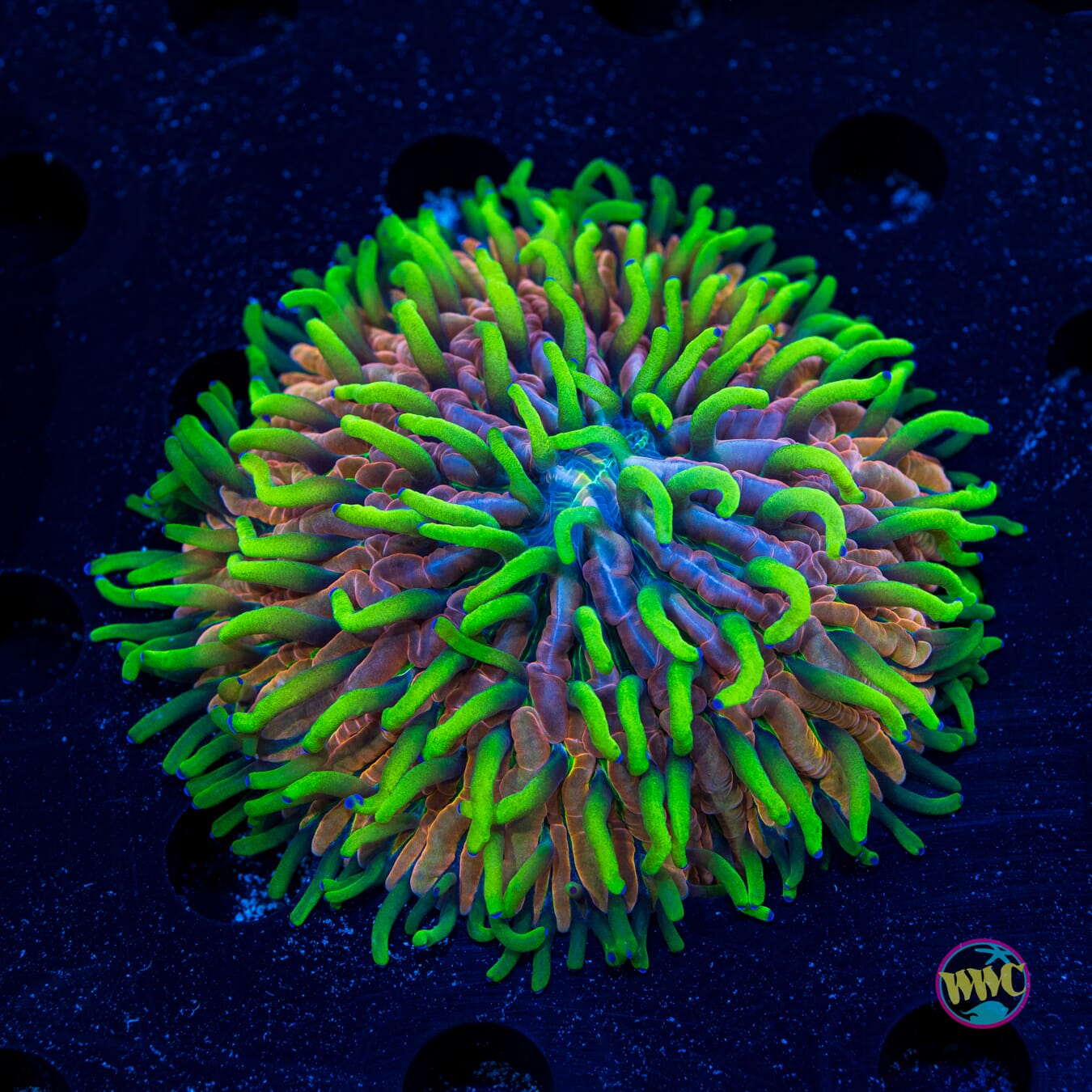 Pink Zebra Plate Coral - Daylight Photo