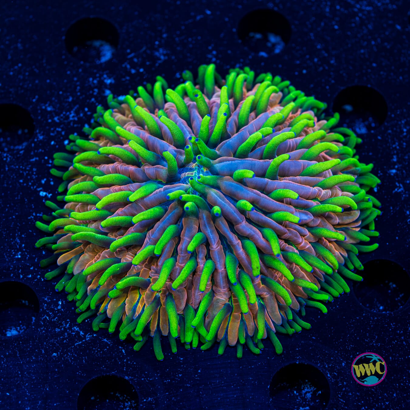 Pink Zebra Plate Coral - Daylight Photo