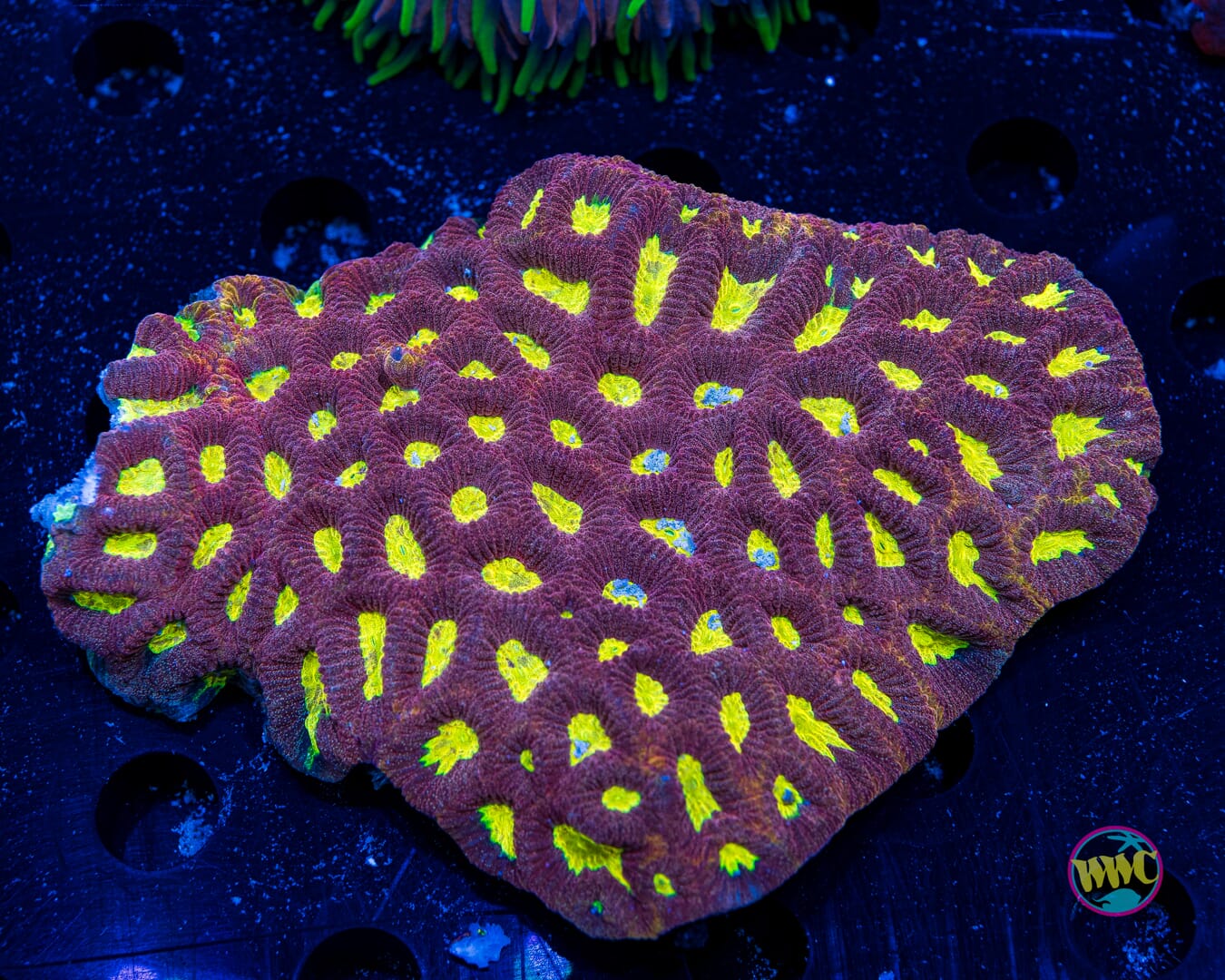 Radioactive Favia - Daylight Photo