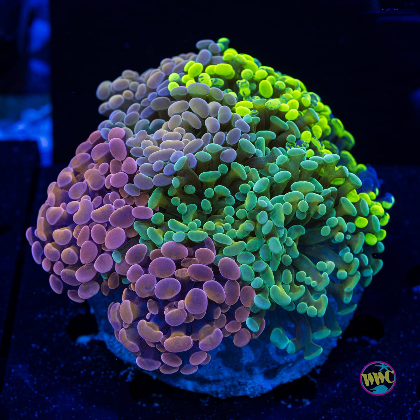 Lovely Hammer Garden - Daylight Photo