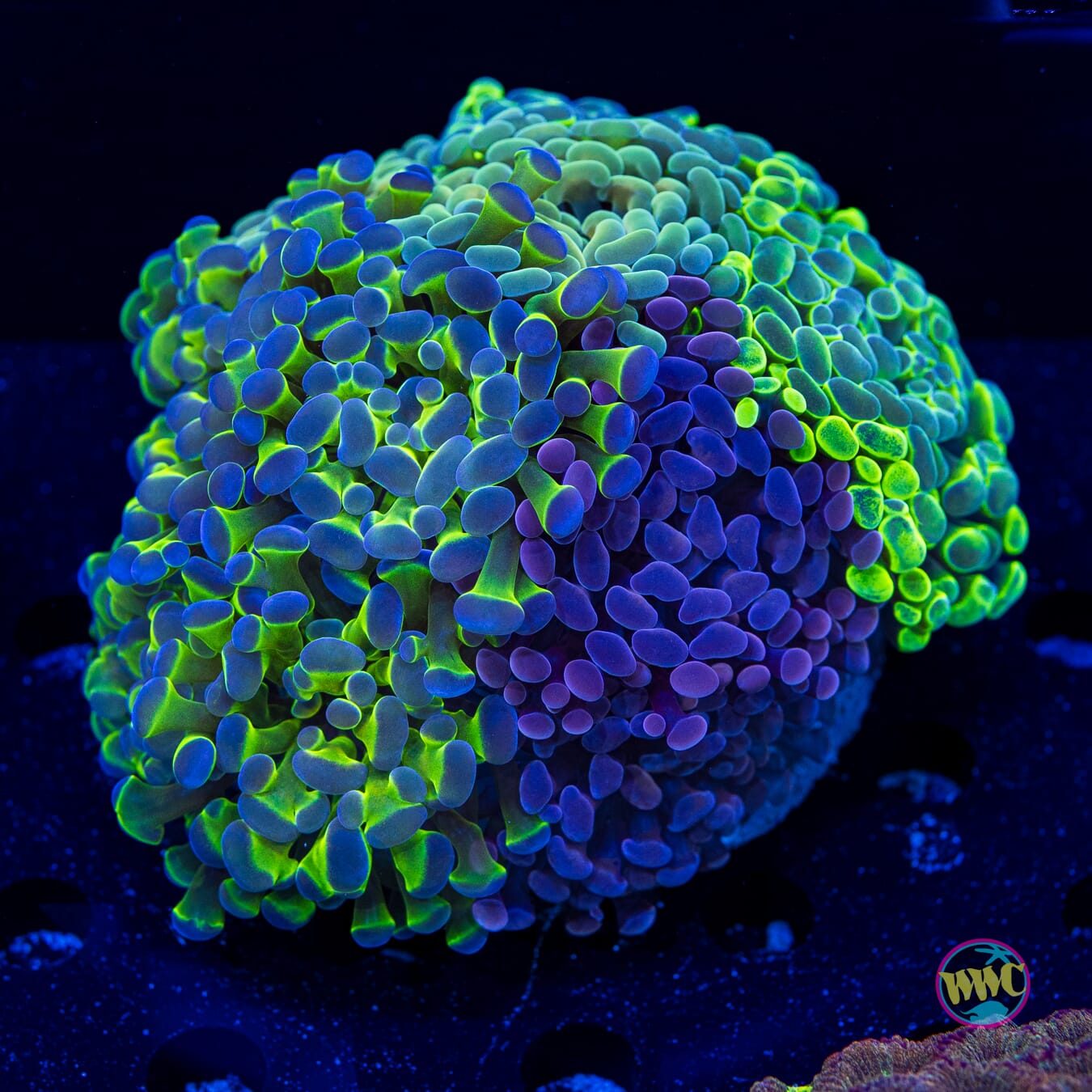 Lovely Hammer Garden - Daylight Photo