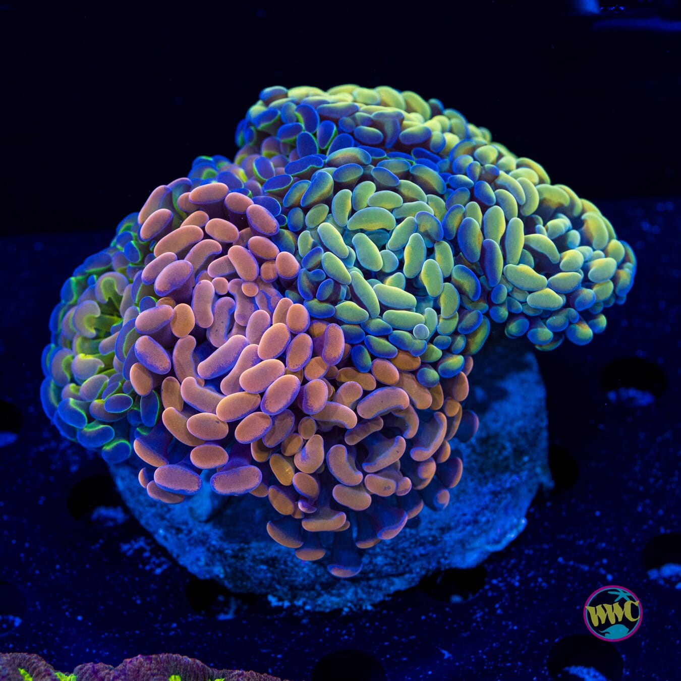 Lovely Hammer Garden - Daylight Photo