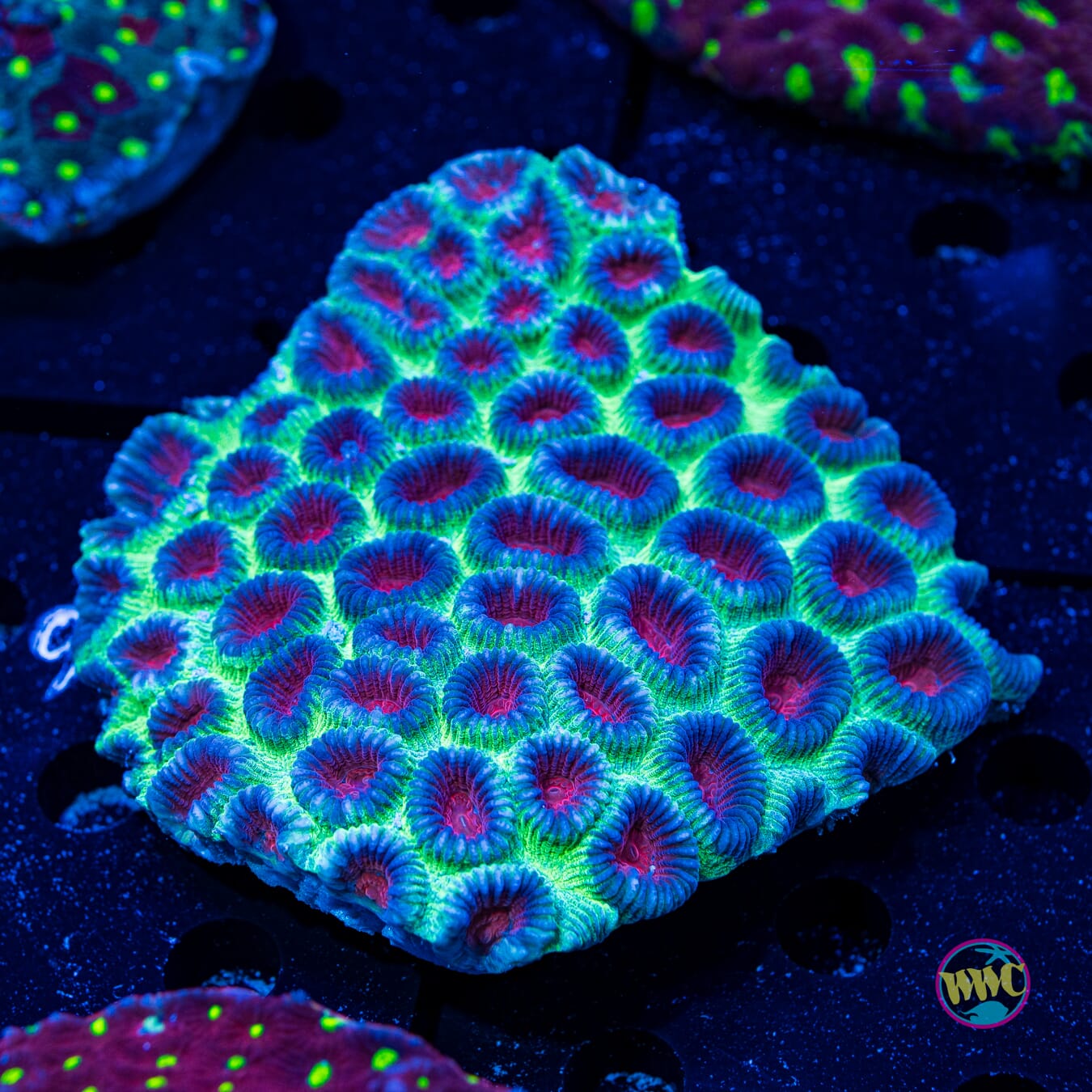 Christmas Favia - Daylight Photo