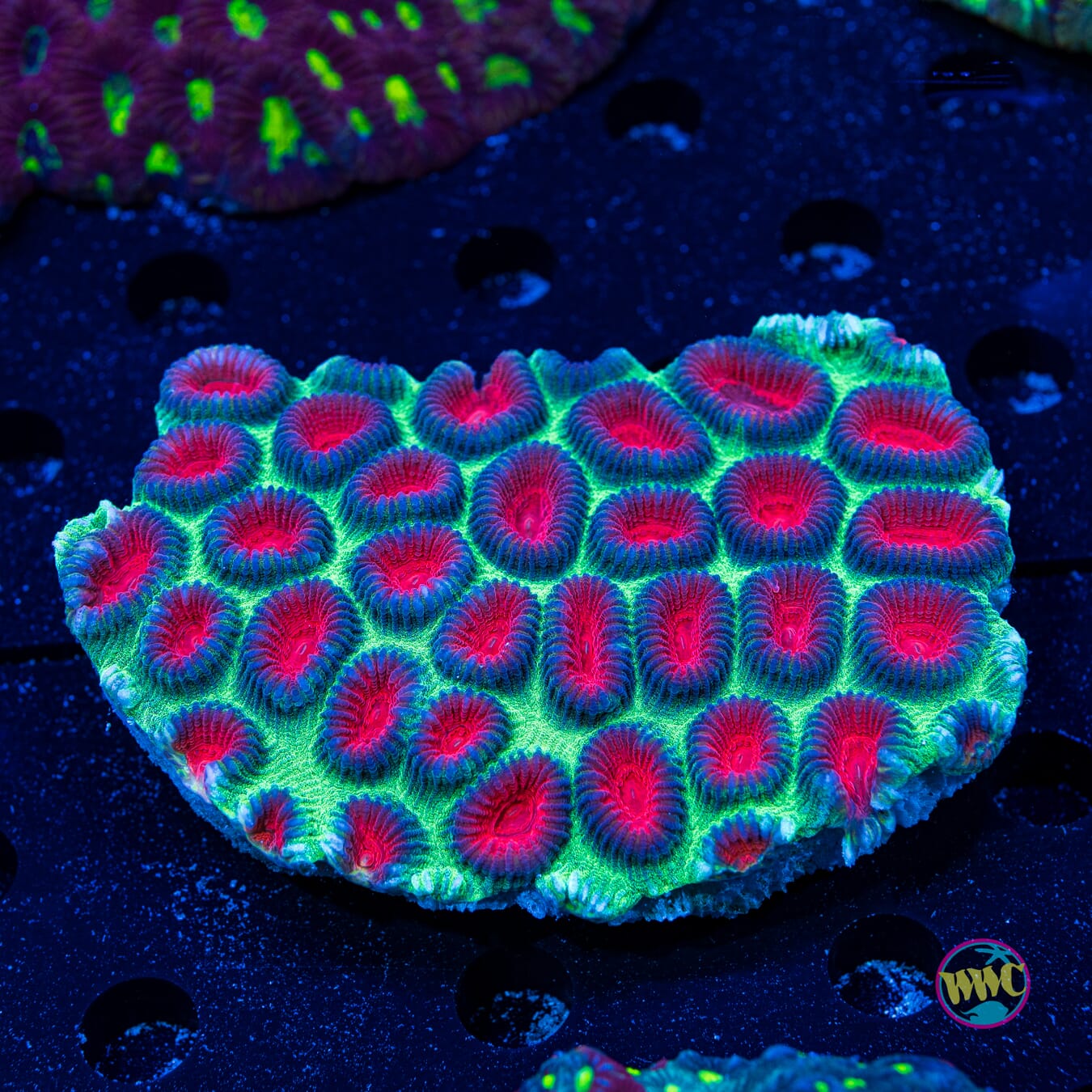 Christmas Favia - Daylight Photo