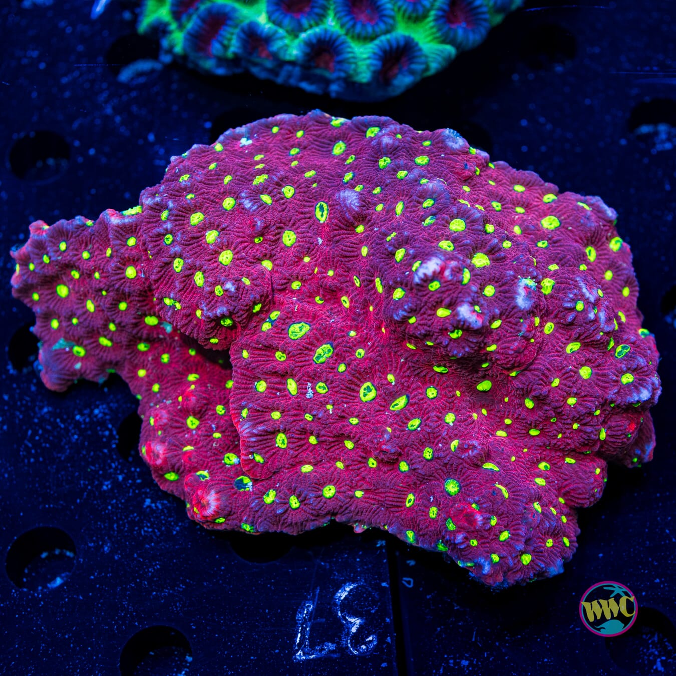 Red War Coral - Daylight Photo