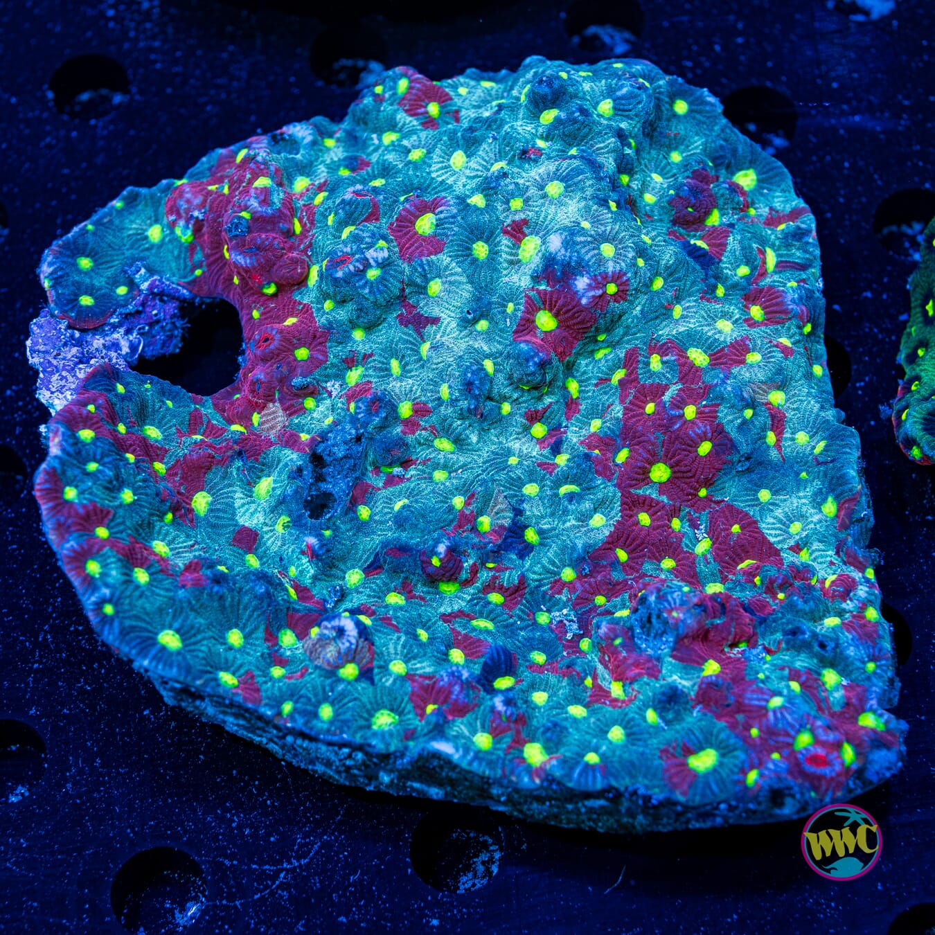 Grafitti War Coral - Daylight Photo