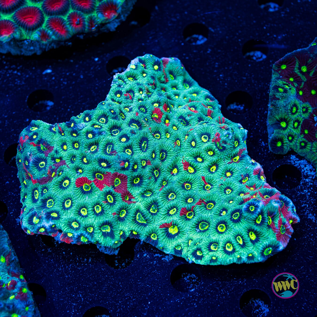 Teal Takeover War Coral - Daylight Photo