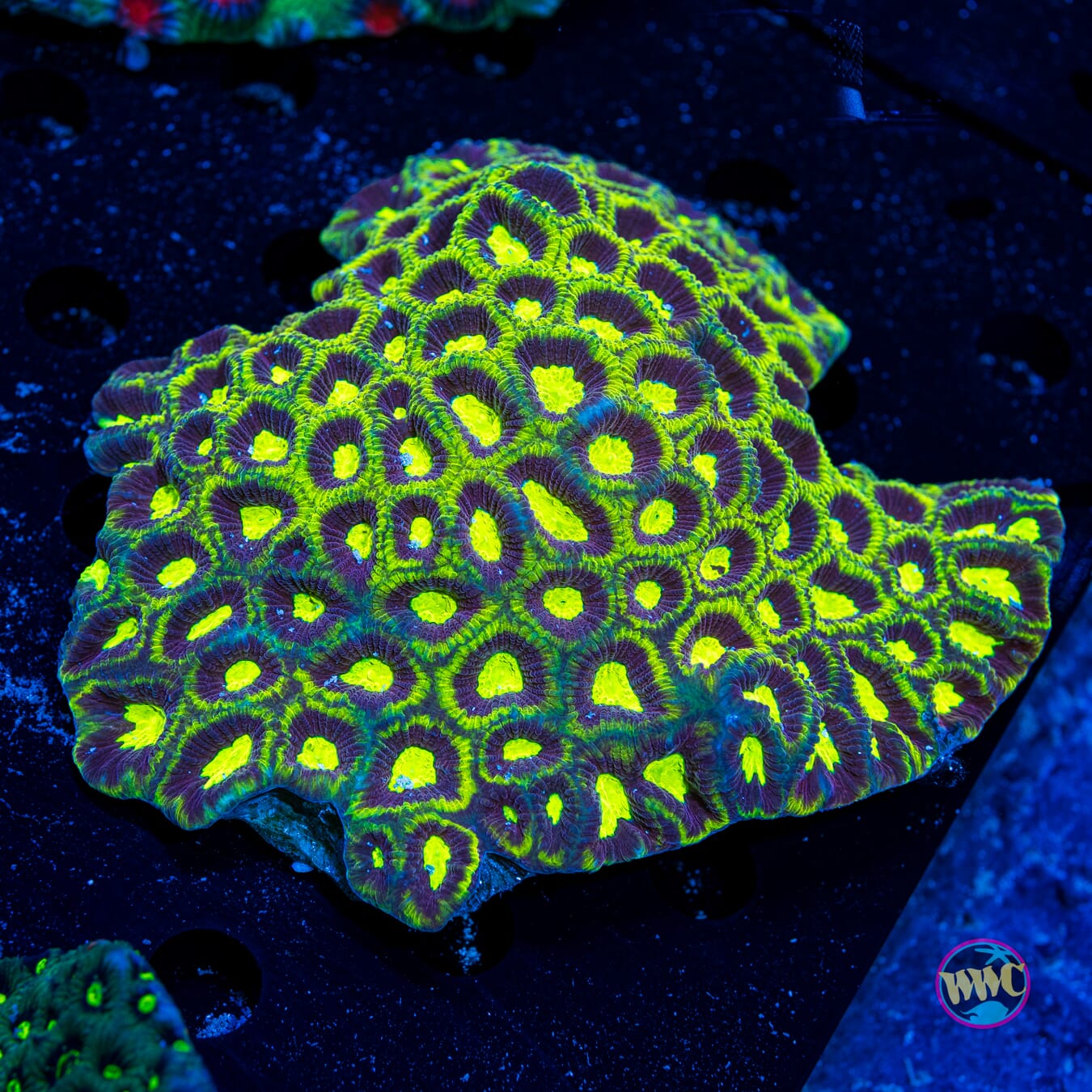 Toxic Demon Favia - Daylight Photo