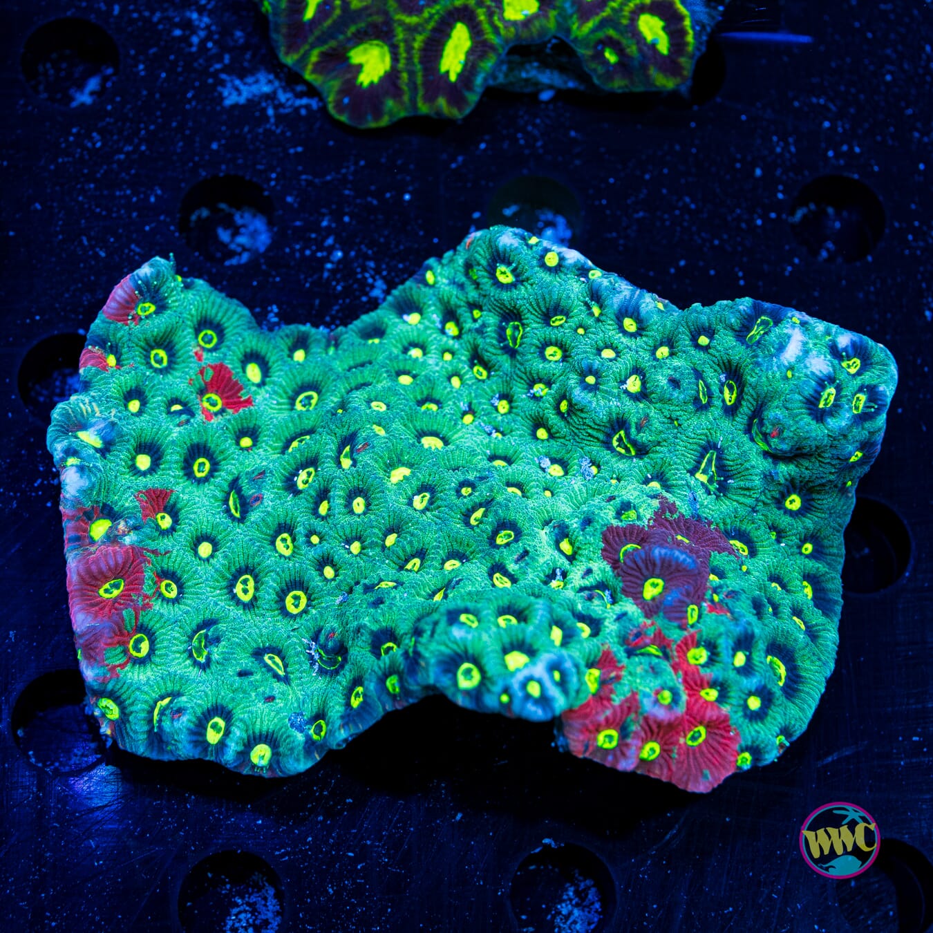 Teal Takeover War Coral - Daylight Photo