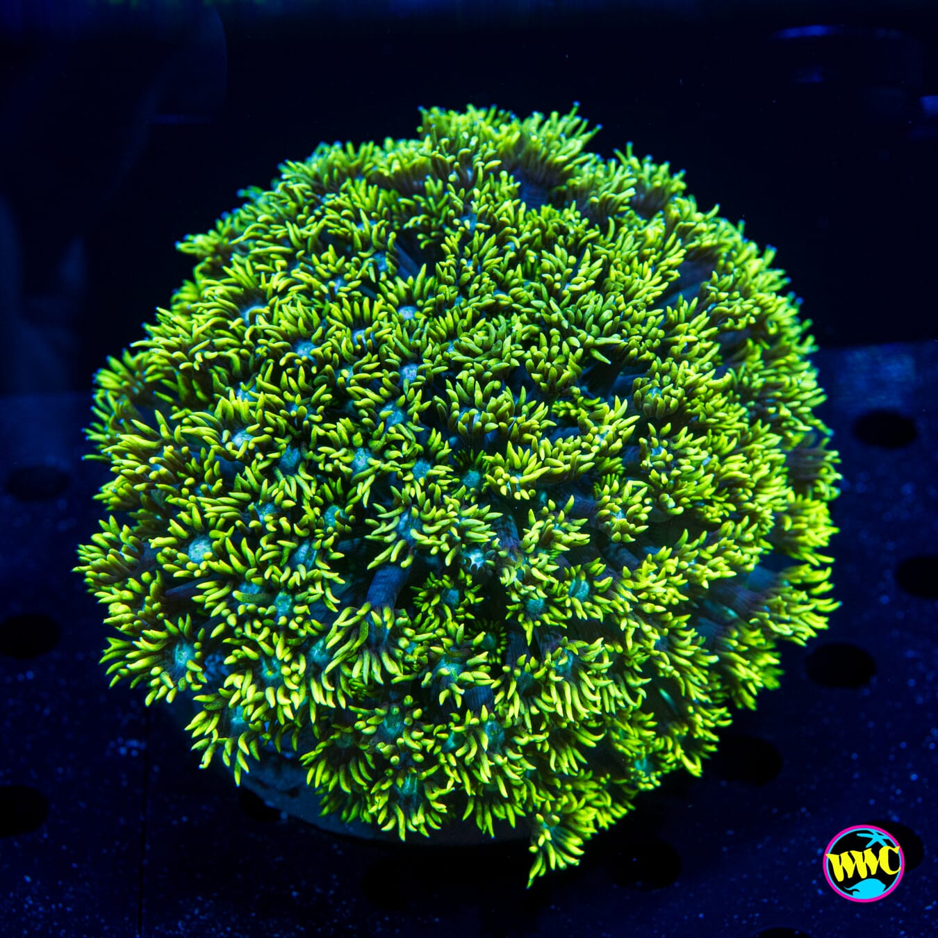 XL Neon Ball Goniopora - Daylight Photo