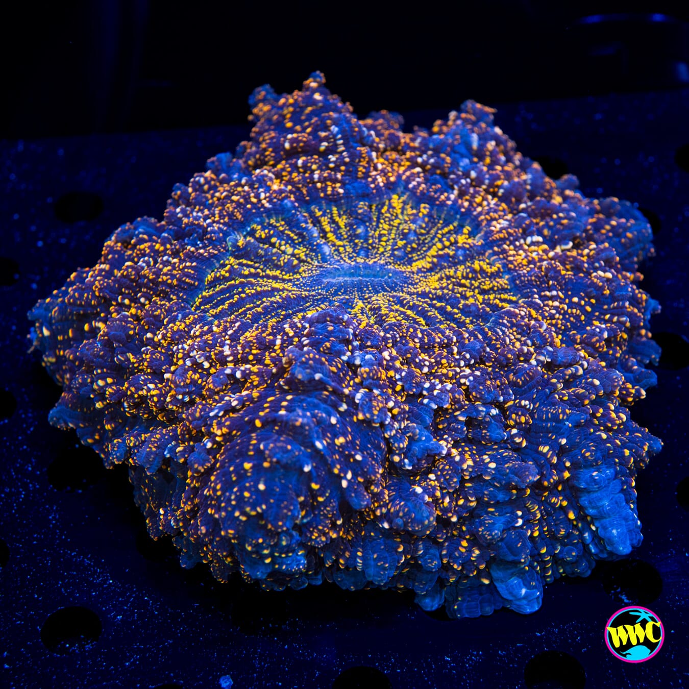 Galactic Voyage Acanthophyllia - Daylight Photo