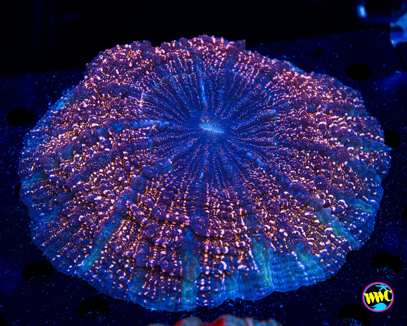 Time Warp Acanthophyllia - Daylight Photo