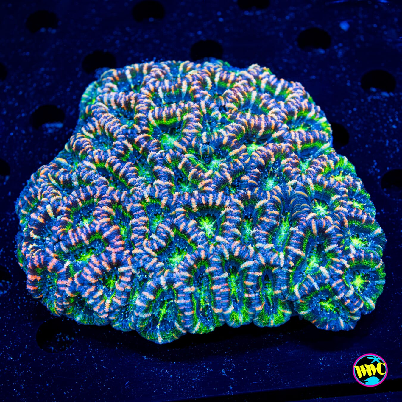 Green and Pink Zebra Aussie Lord - Daylight Photo