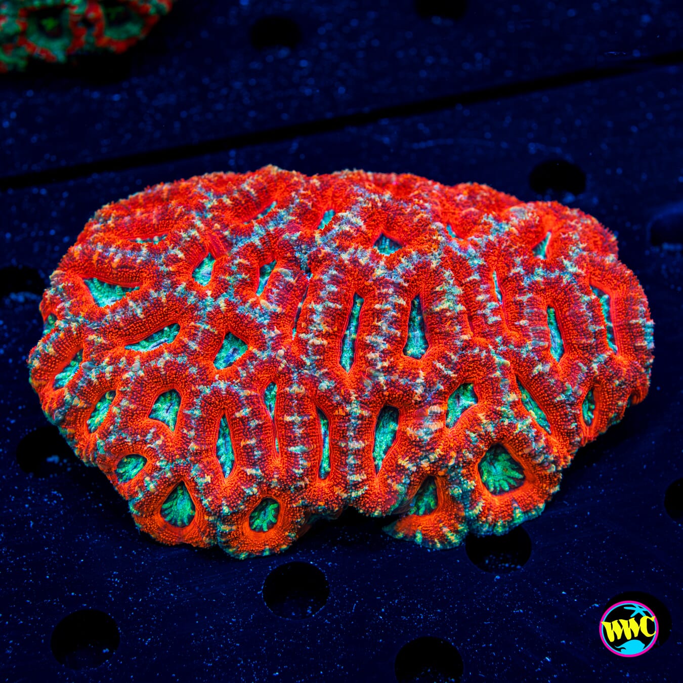 Lavarocks Aussie Lord - Daylight Photo