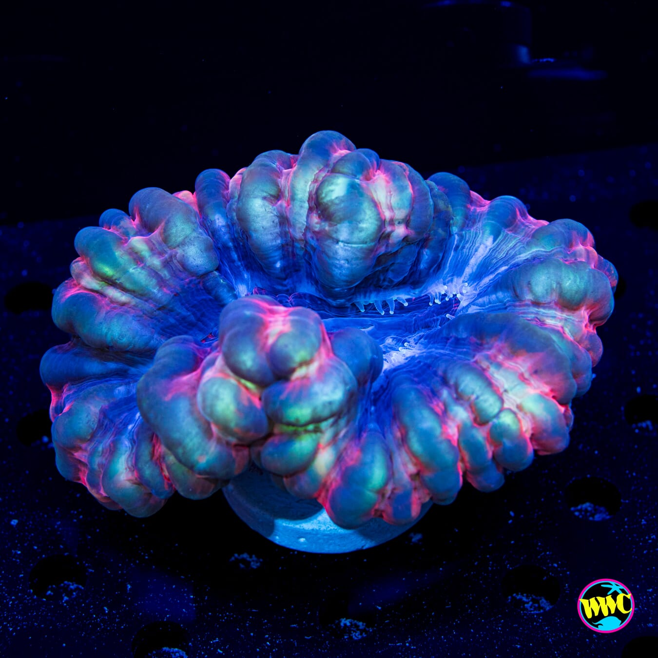 Pink Lightning Cynarina - Daylight Photo