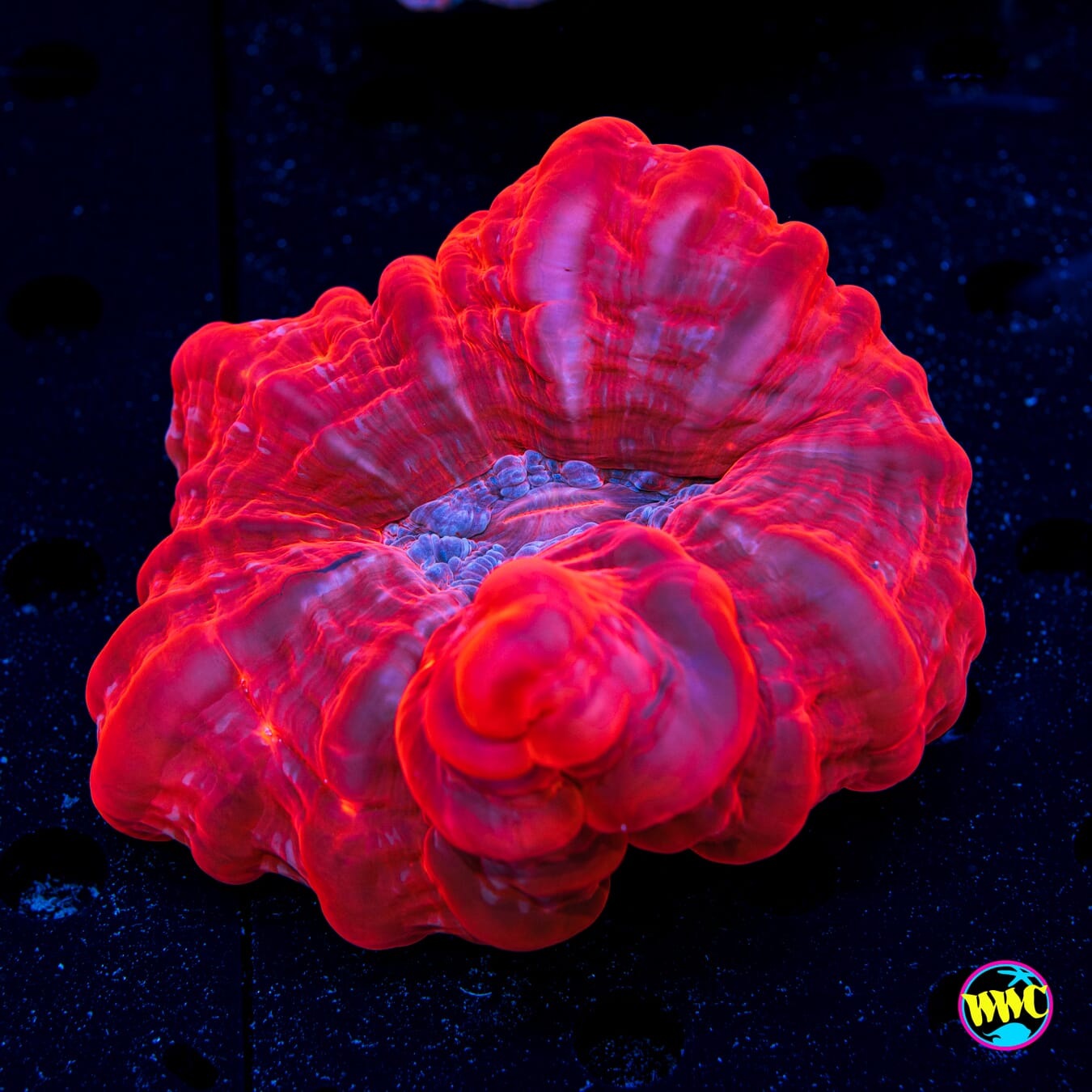 Ruby Red Cynarina - Daylight Photo