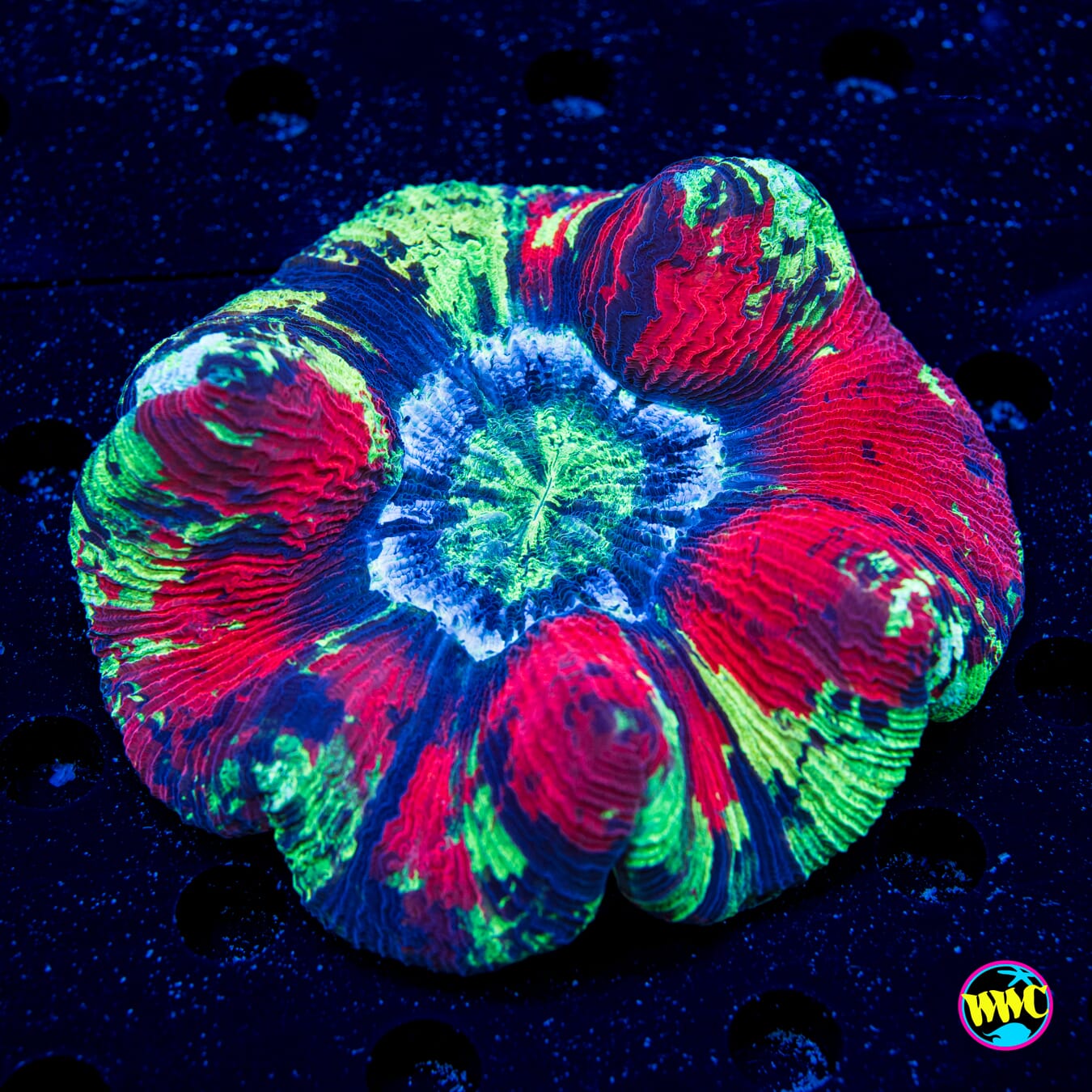 Paint Splatter Trachyphyllia - Daylight Photo