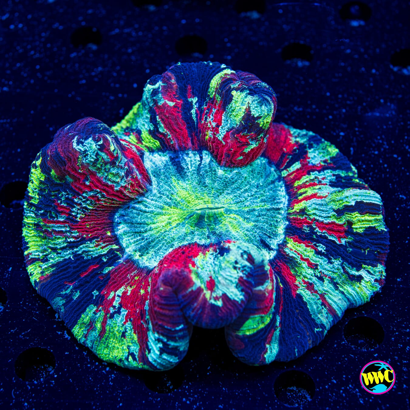 Paintball Trachyphyllia - Daylight Photo