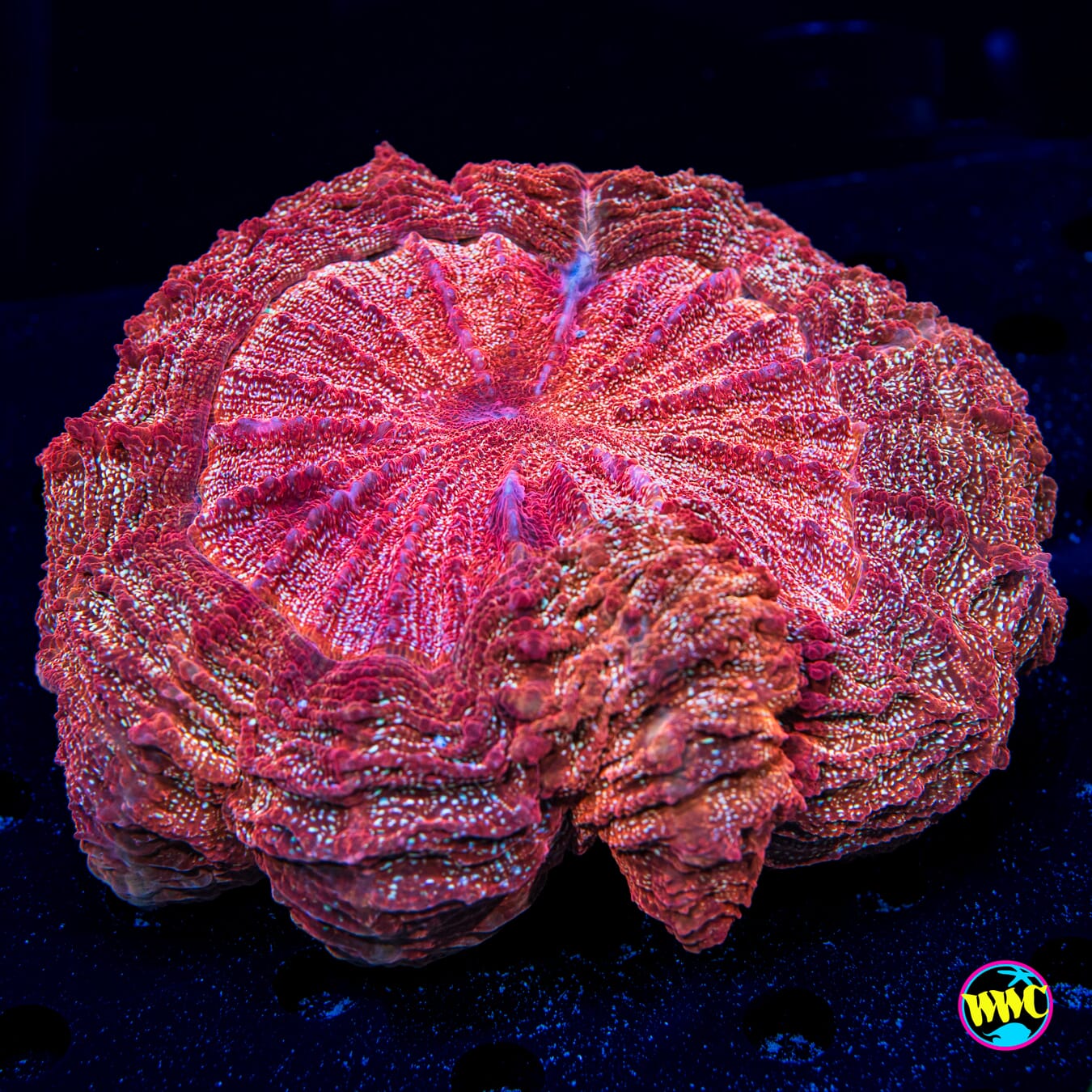 Cinnamon Swirl Acanthophyllia - Daylight Photo