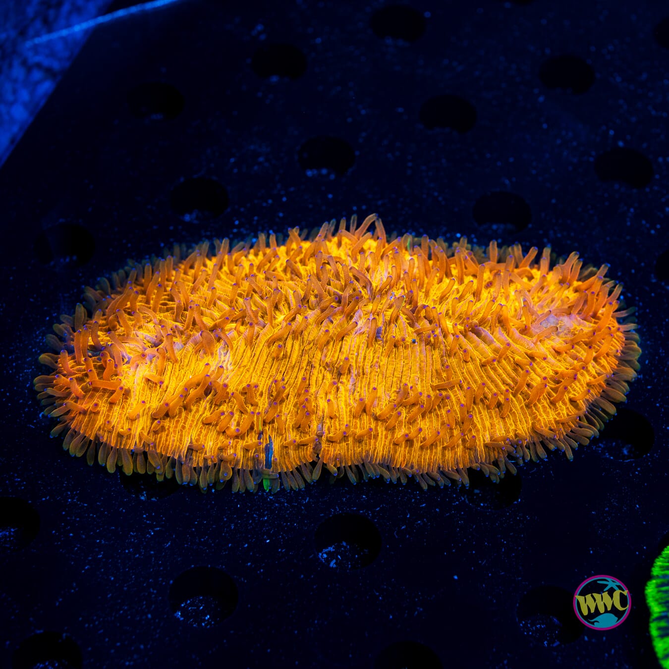 Tantilizing Tentacles Tongue - Daylight Photo