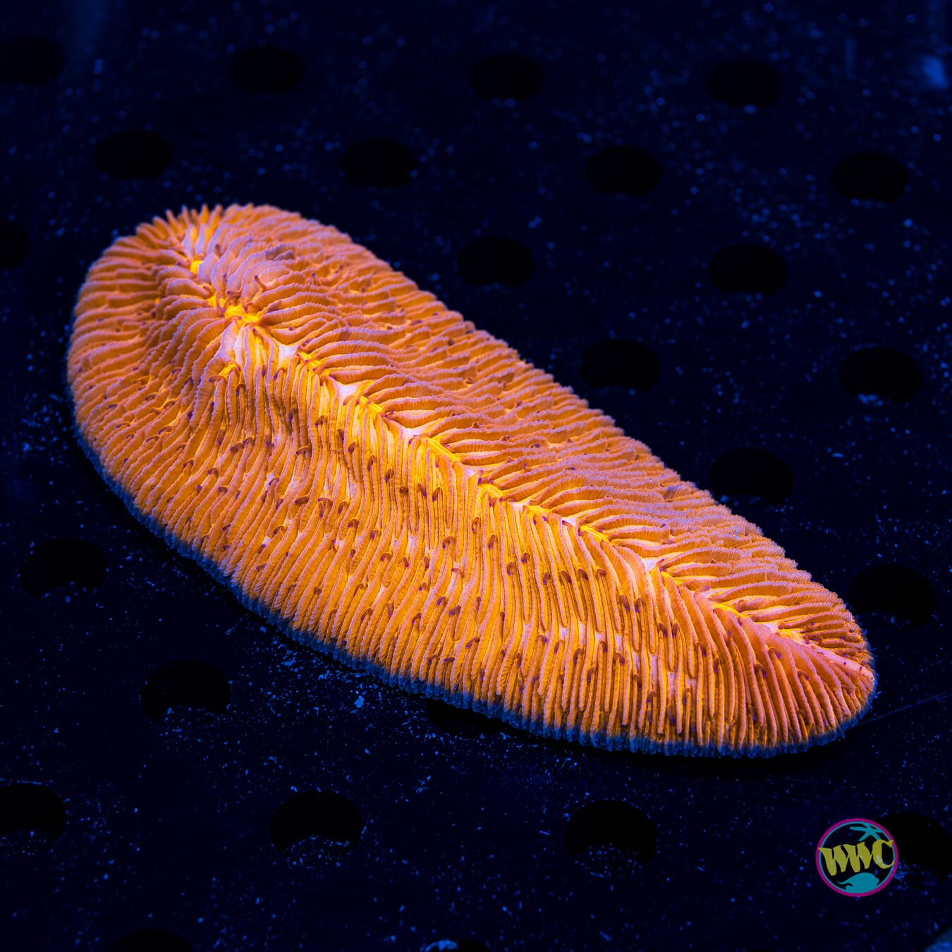 Frosted Tangerine Tongue - Daylight Photo