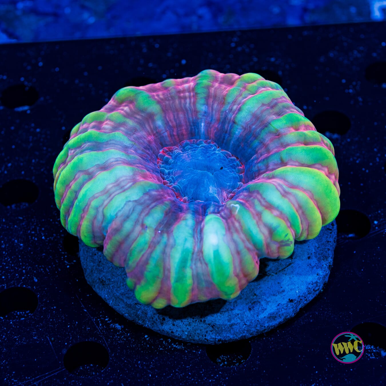 Happy Holidaze Cynarina - Daylight Photo