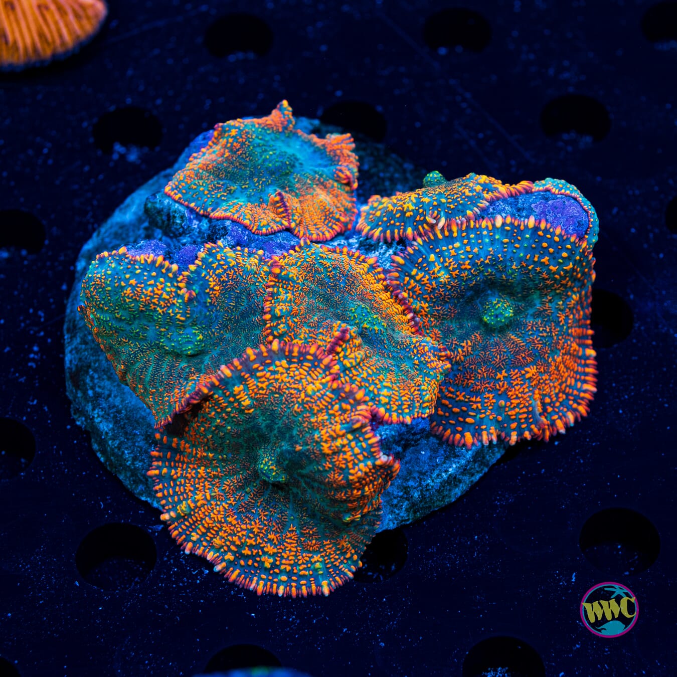 Flame Wreath Rhodactis Mushroom - Daylight Photo