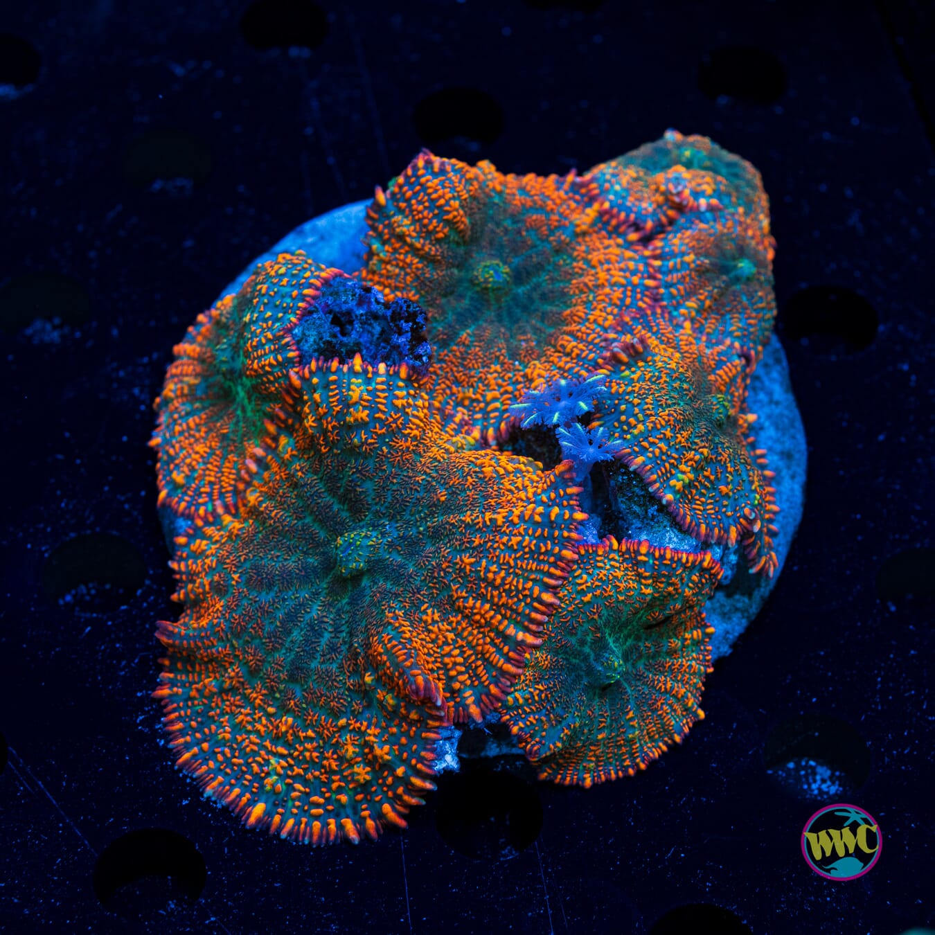 Flame Wreath Rhodactis Mushroom - Daylight Photo