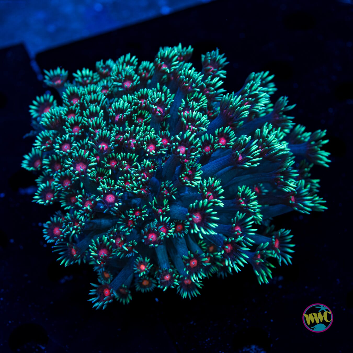 Mary Jane Goniopora - Daylight Photo