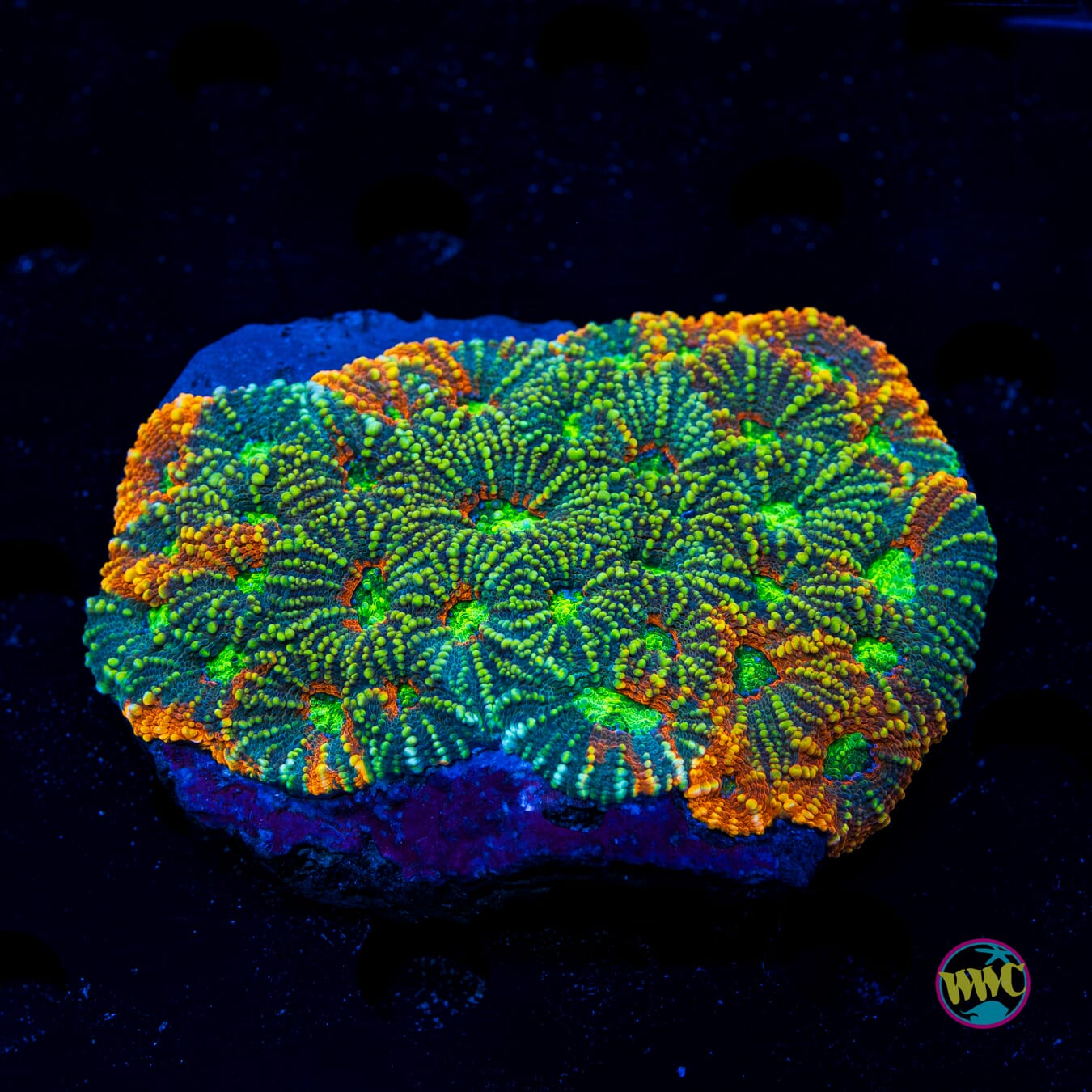 Toxic Pools Echinata - Daylight Photo