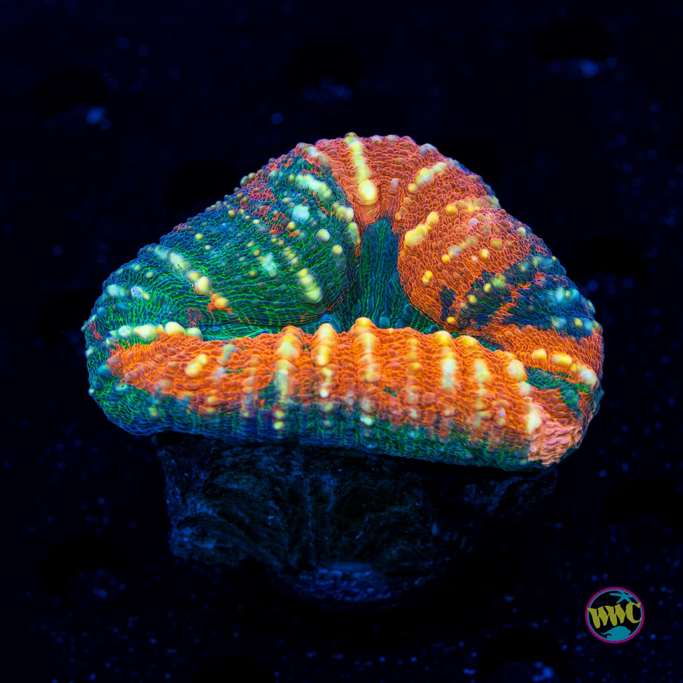 Campfire Lobophyllia - Daylight Photo