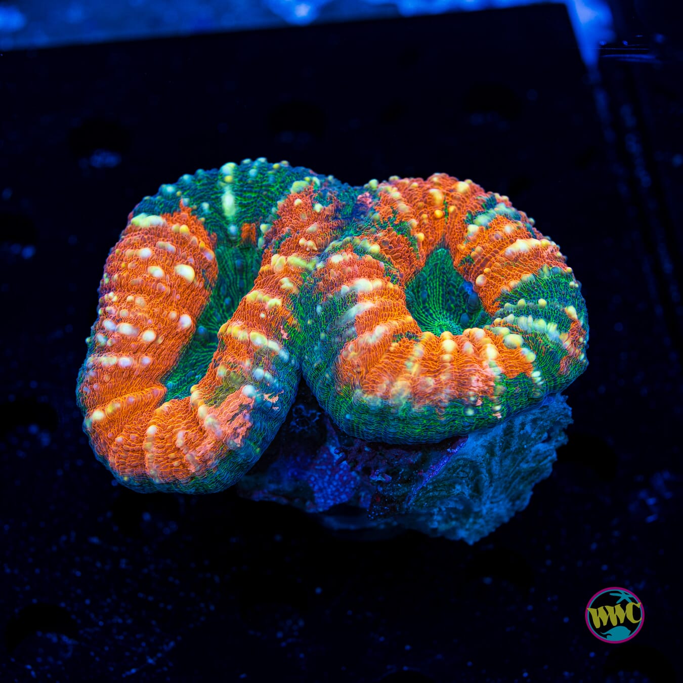 Campfire Lobophyllia - Daylight Photo