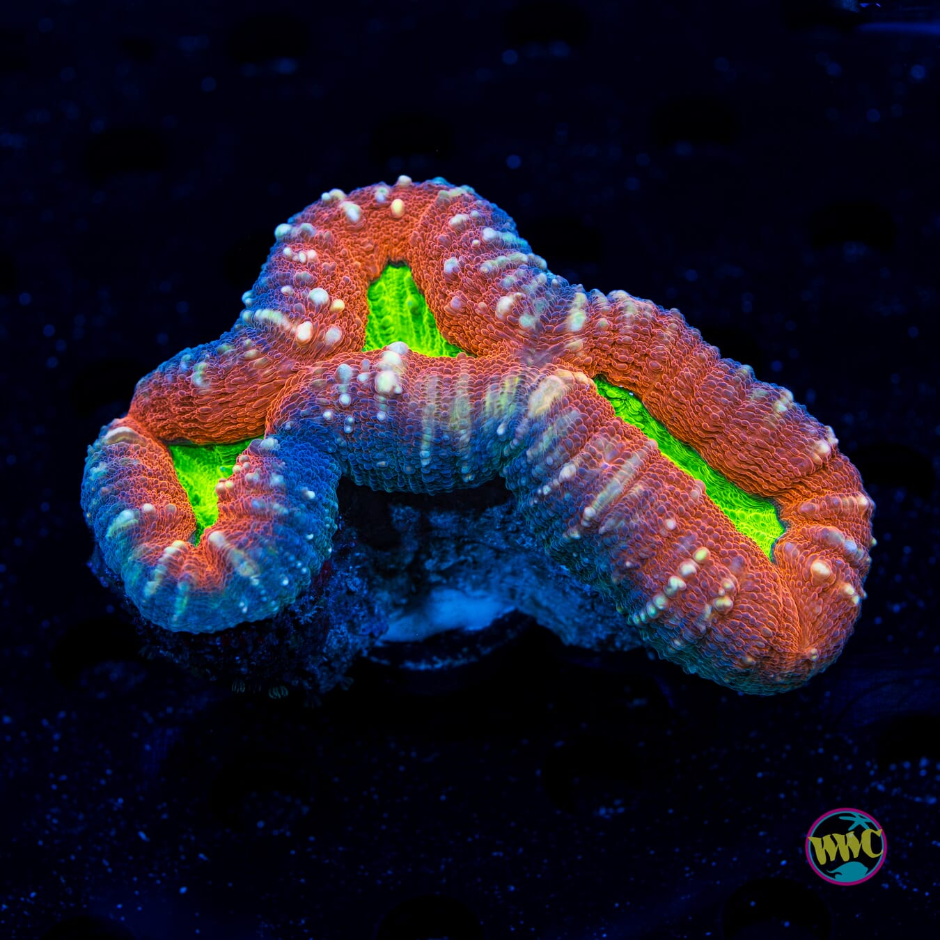 Toxitron Lobophyllia - Daylight Photo