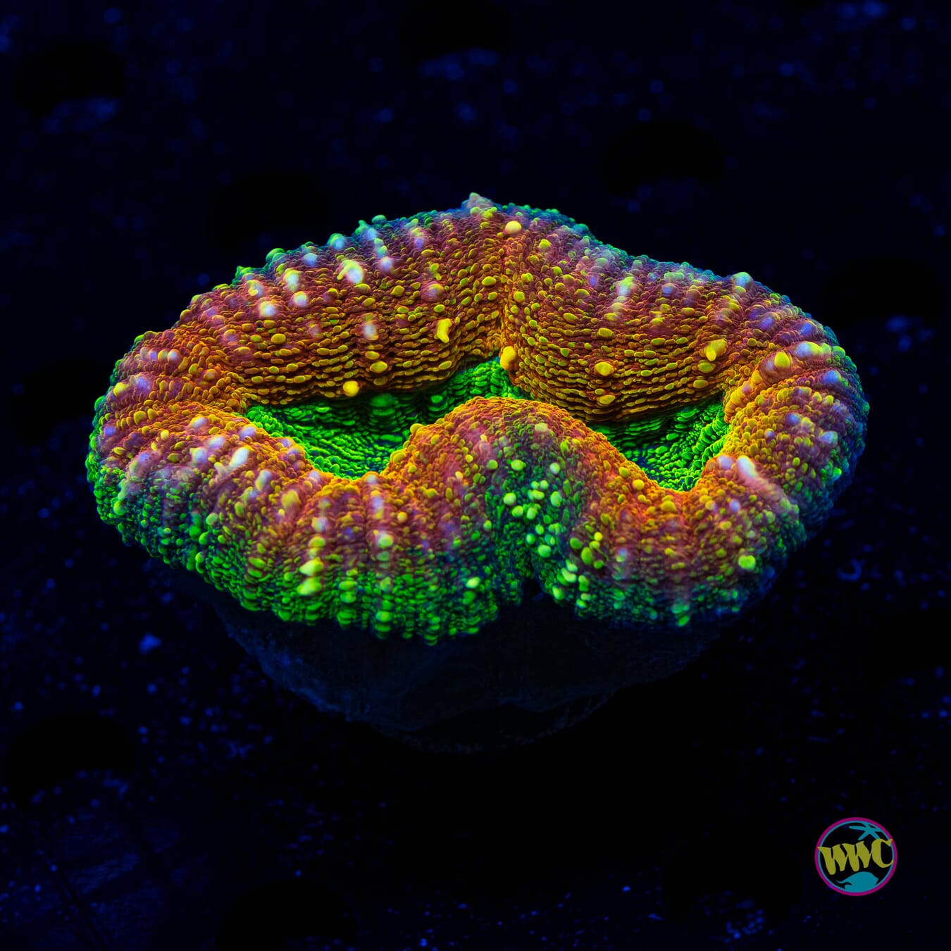 Froggerz Lobophyllia - Daylight Photo