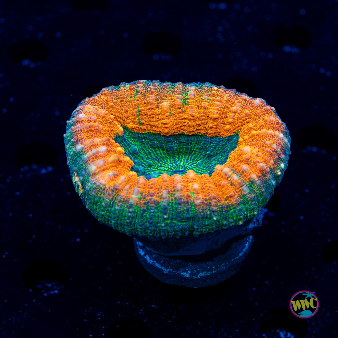 Dolphin Lobophyllia - Daylight Photo