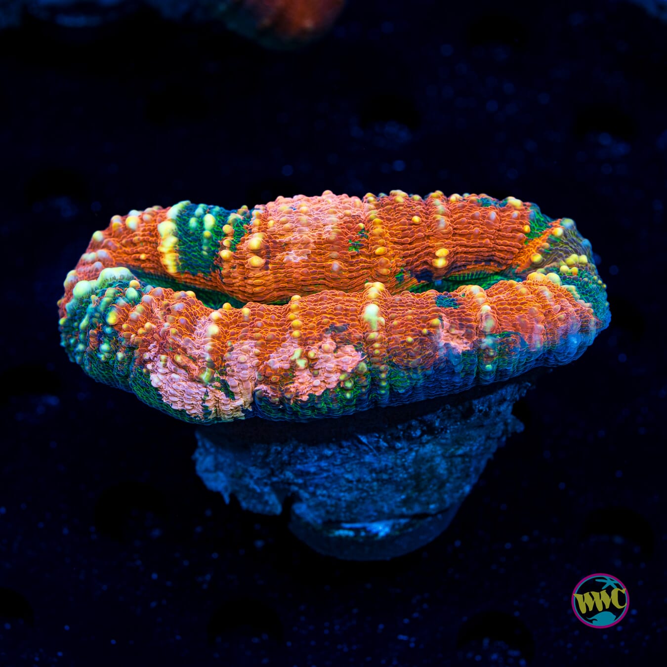 Campfire Lobophyllia - Daylight Photo